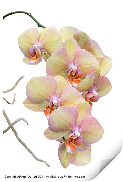 Yellow Orchids Print by Ann Garrett