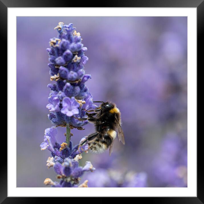 Enchanting Bee Dance on Lavender Petals Framed Mounted Print by kathy white
