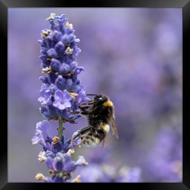 Enchanting Bee Dance on Lavender Petals Framed Print by kathy white