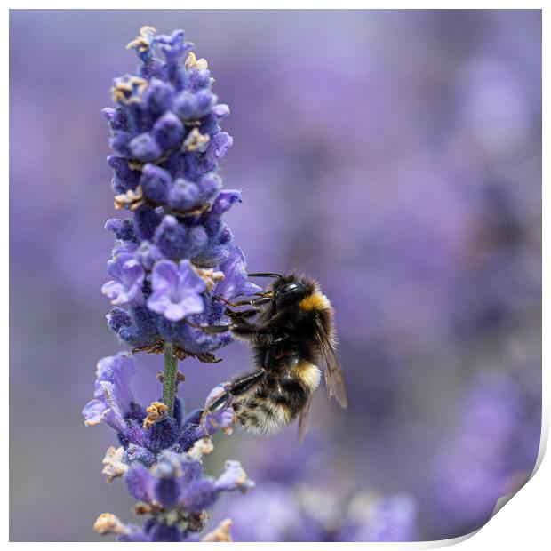Enchanting Bee Dance on Lavender Petals Print by kathy white