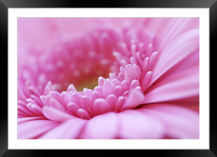 Pink Gerbera Flower Framed Mounted Print by Natalie Kinnear