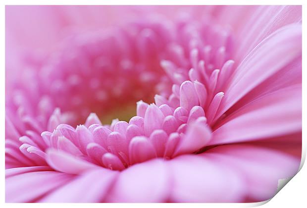 Pink Gerbera Flower Print by Natalie Kinnear