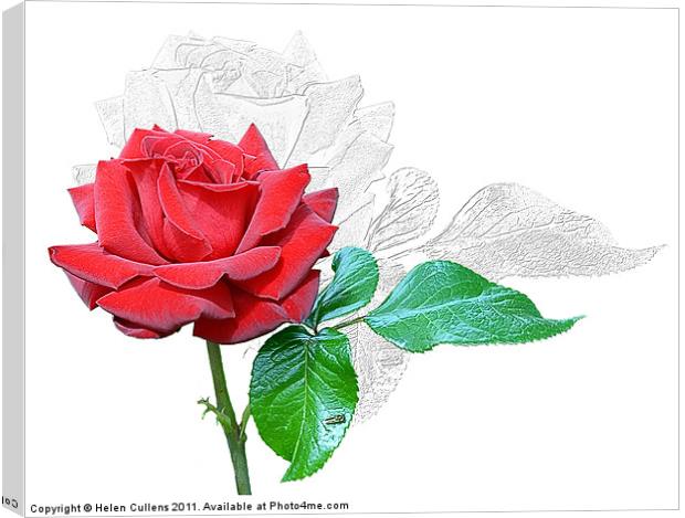 RED ROSE Canvas Print by Helen Cullens