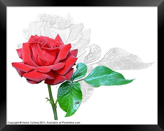 RED ROSE Framed Print by Helen Cullens
