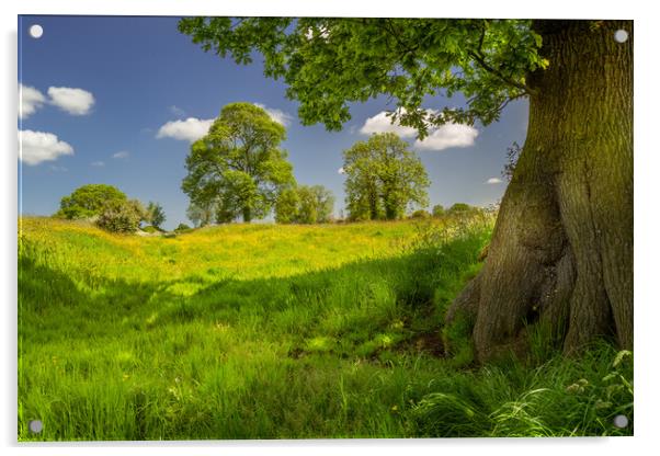 Buttercup meadow #4 Acrylic by Bill Allsopp