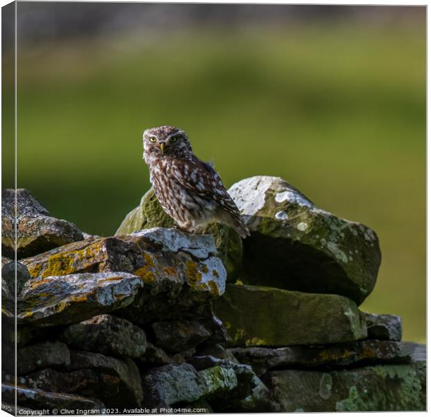 Little owl on a dry stone wall Canvas Print by Clive Ingram