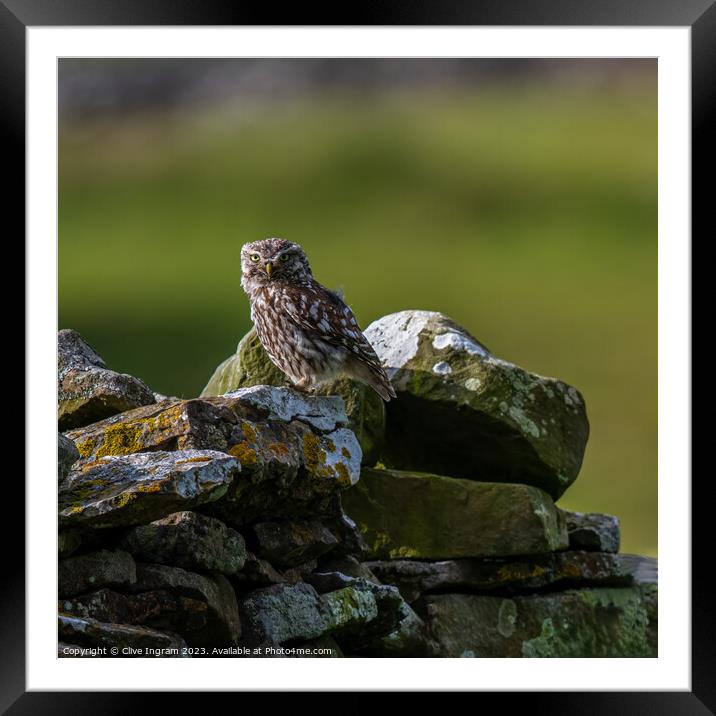 Little owl on a dry stone wall Framed Mounted Print by Clive Ingram