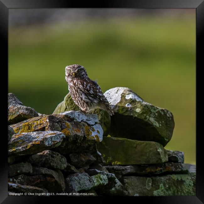 Little owl on a dry stone wall Framed Print by Clive Ingram