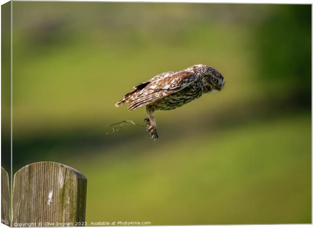 Little owl in flight Canvas Print by Clive Ingram