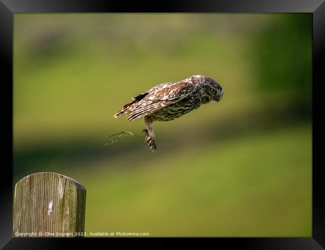 Little owl in flight Framed Print by Clive Ingram