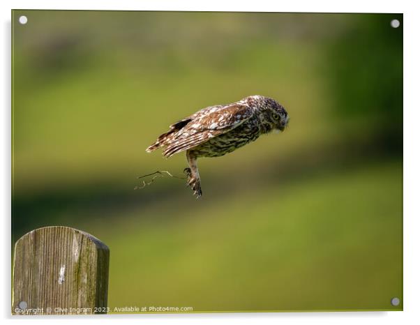 Little owl in flight Acrylic by Clive Ingram