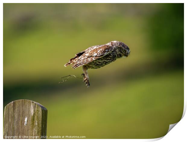 Little owl in flight Print by Clive Ingram