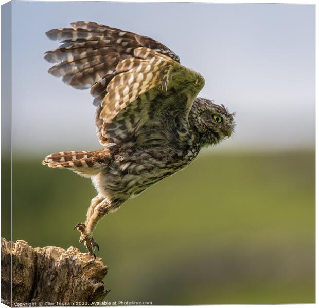 A little owl takes flight Canvas Print by Clive Ingram