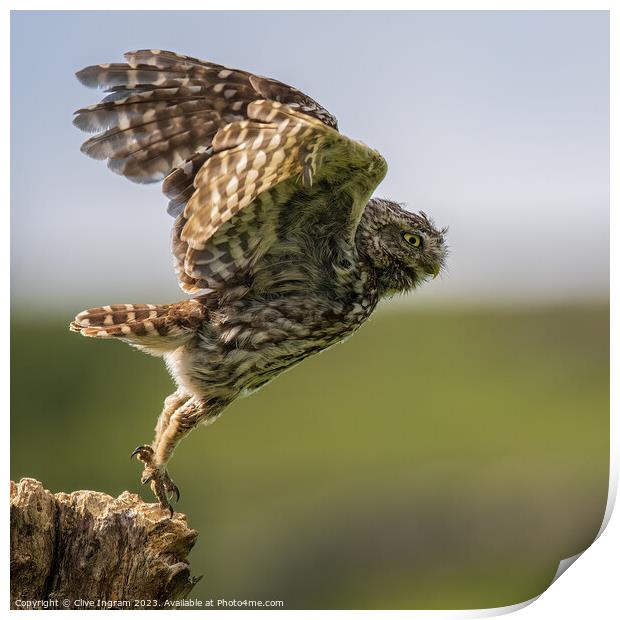 A little owl takes flight Print by Clive Ingram