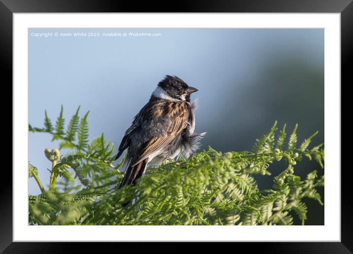 Reed Bunting with feathers ruffled up Framed Mounted Print by Kevin White