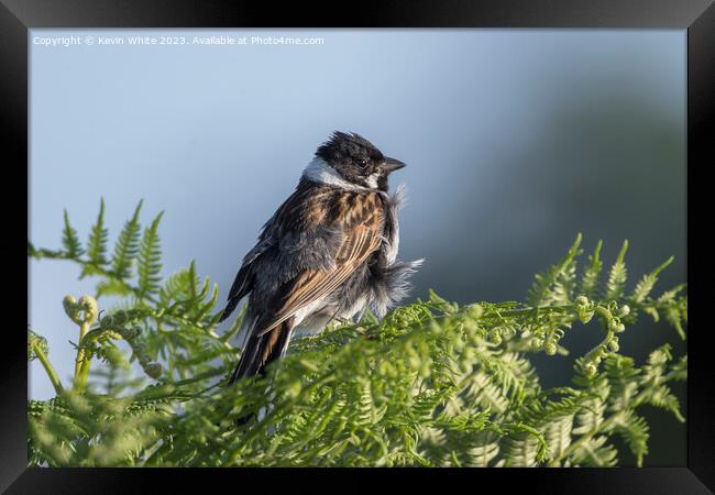Reed Bunting with feathers ruffled up Framed Print by Kevin White