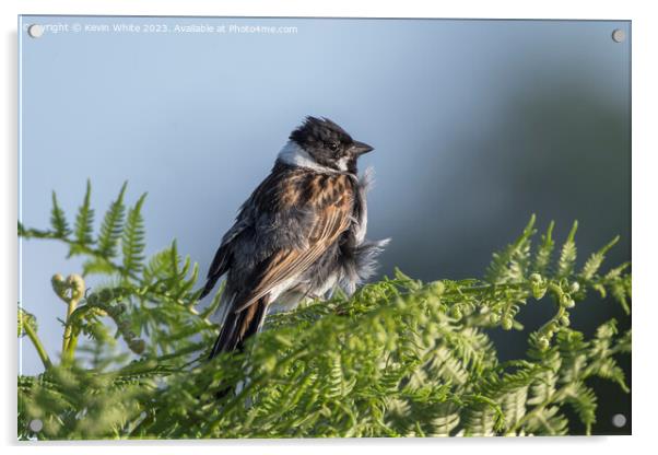 Reed Bunting with feathers ruffled up Acrylic by Kevin White