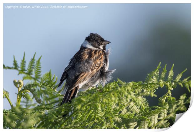 Reed Bunting with feathers ruffled up Print by Kevin White