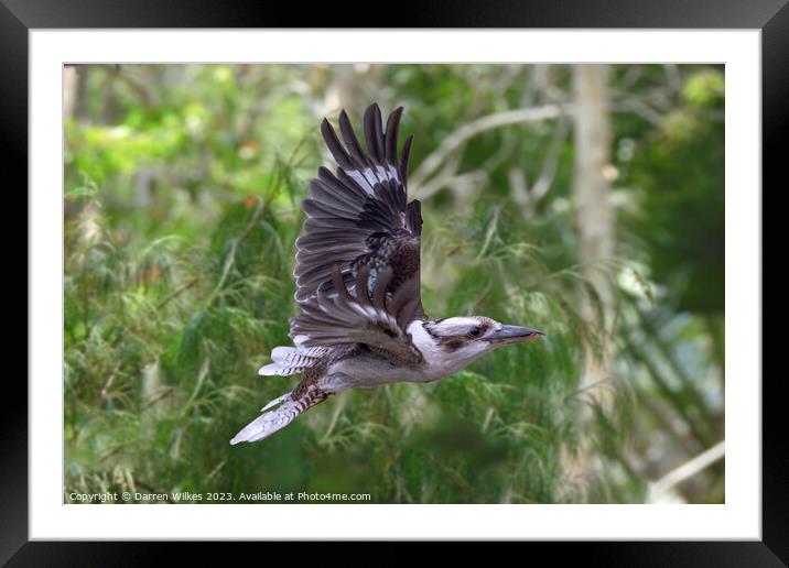 Kookaburra In Flight  Framed Mounted Print by Darren Wilkes