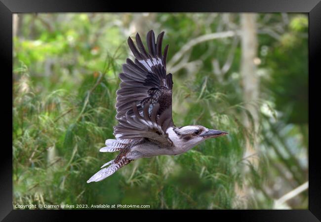 Kookaburra In Flight  Framed Print by Darren Wilkes