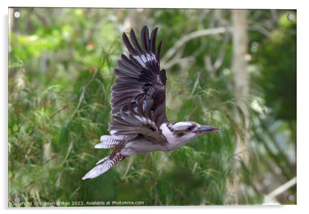 Kookaburra In Flight  Acrylic by Darren Wilkes