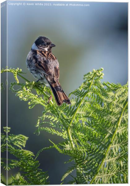 Male Reed Bunting perched  on a fern Canvas Print by Kevin White