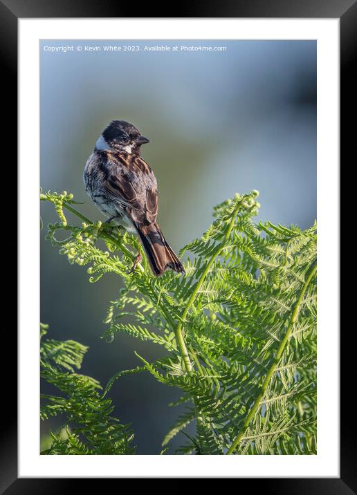 Male Reed Bunting perched  on a fern Framed Mounted Print by Kevin White