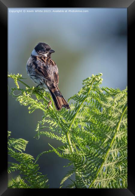 Male Reed Bunting perched  on a fern Framed Print by Kevin White