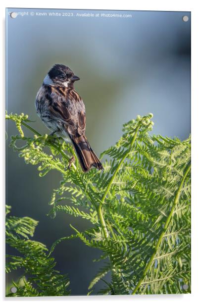 Male Reed Bunting perched  on a fern Acrylic by Kevin White