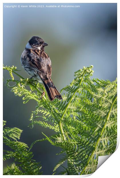 Male Reed Bunting perched  on a fern Print by Kevin White