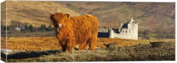 A Baby Highland Cow at Kilchurn Castle  Canvas Print by Anthony McGeever