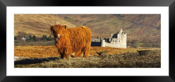 A Baby Highland Cow at Kilchurn Castle  Framed Mounted Print by Anthony McGeever