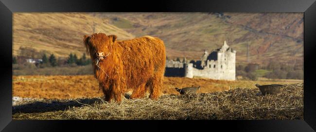 A Baby Highland Cow at Kilchurn Castle  Framed Print by Anthony McGeever
