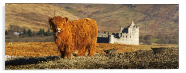 A Baby Highland Cow at Kilchurn Castle  Acrylic by Anthony McGeever