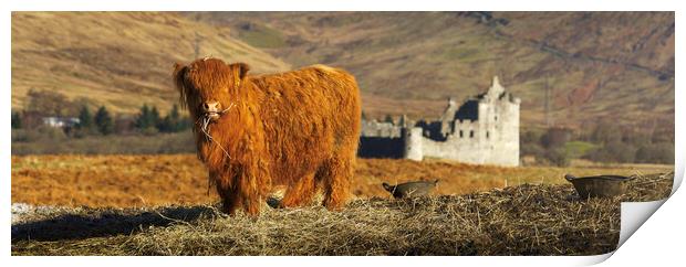 A Baby Highland Cow at Kilchurn Castle  Print by Anthony McGeever