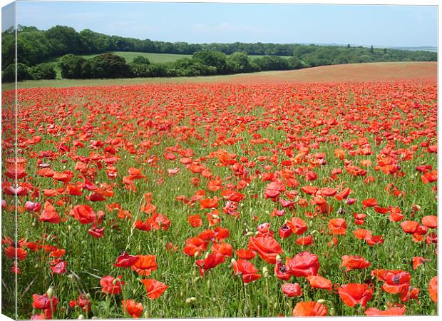 The poppy field Canvas Print by William Edwards