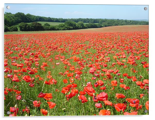 The poppy field Acrylic by William Edwards