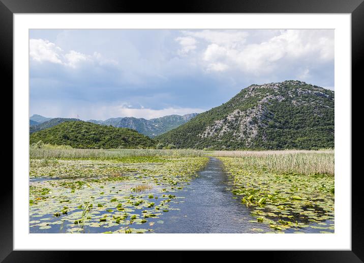 Serene channel through water lilies Framed Mounted Print by Jason Wells