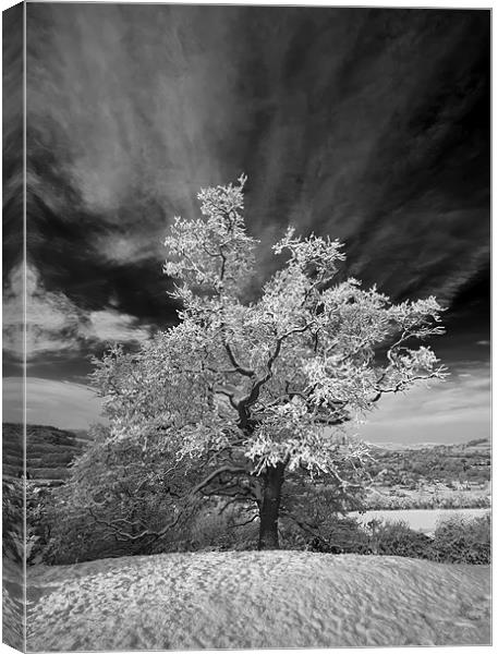 Snowy Tree Canvas Print by Creative Photography Wales