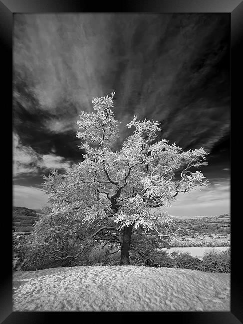Snowy Tree Framed Print by Creative Photography Wales
