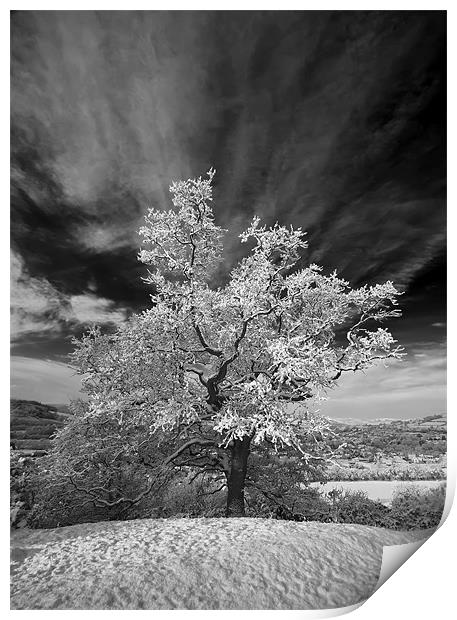 Snowy Tree Print by Creative Photography Wales