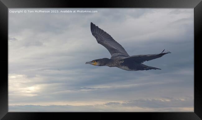 "Graceful Cormorant in Soaring Flight" Framed Print by Tom McPherson