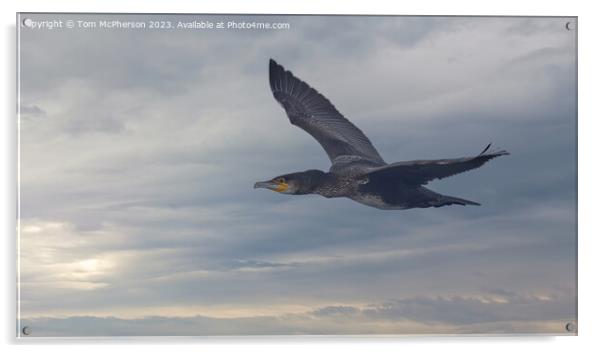 "Graceful Cormorant in Soaring Flight" Acrylic by Tom McPherson