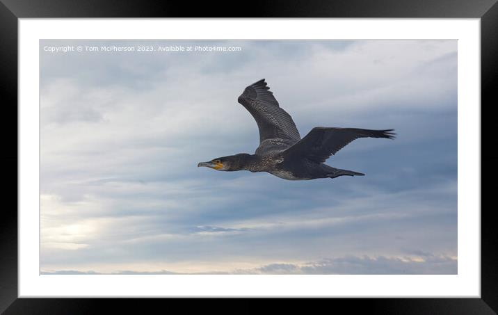 Graceful Cormorant Soars through the Sky Framed Mounted Print by Tom McPherson