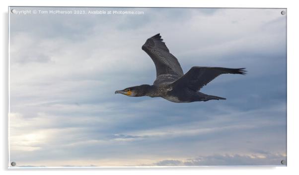 Graceful Cormorant Soars through the Sky Acrylic by Tom McPherson