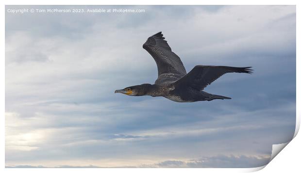 Graceful Cormorant Soars through the Sky Print by Tom McPherson