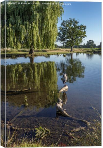 Heron sitting on a log with willow tree in background Canvas Print by Kevin White