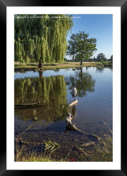 Heron sitting on a log with willow tree in background Framed Mounted Print by Kevin White