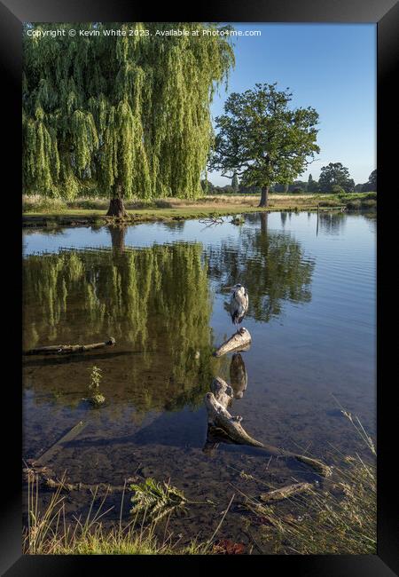 Heron sitting on a log with willow tree in background Framed Print by Kevin White