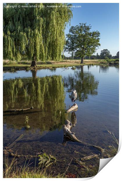 Heron sitting on a log with willow tree in background Print by Kevin White